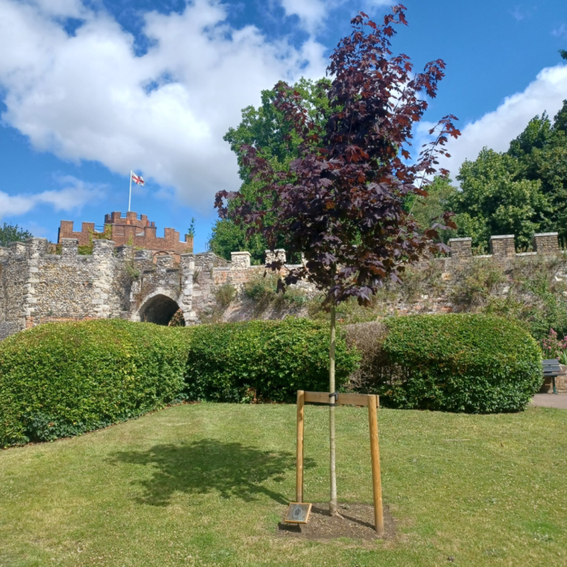 The Maple 'Crimson King' tree planted in the Moat Garden at Hertford Castle to celebrate the coronation of King Charles III